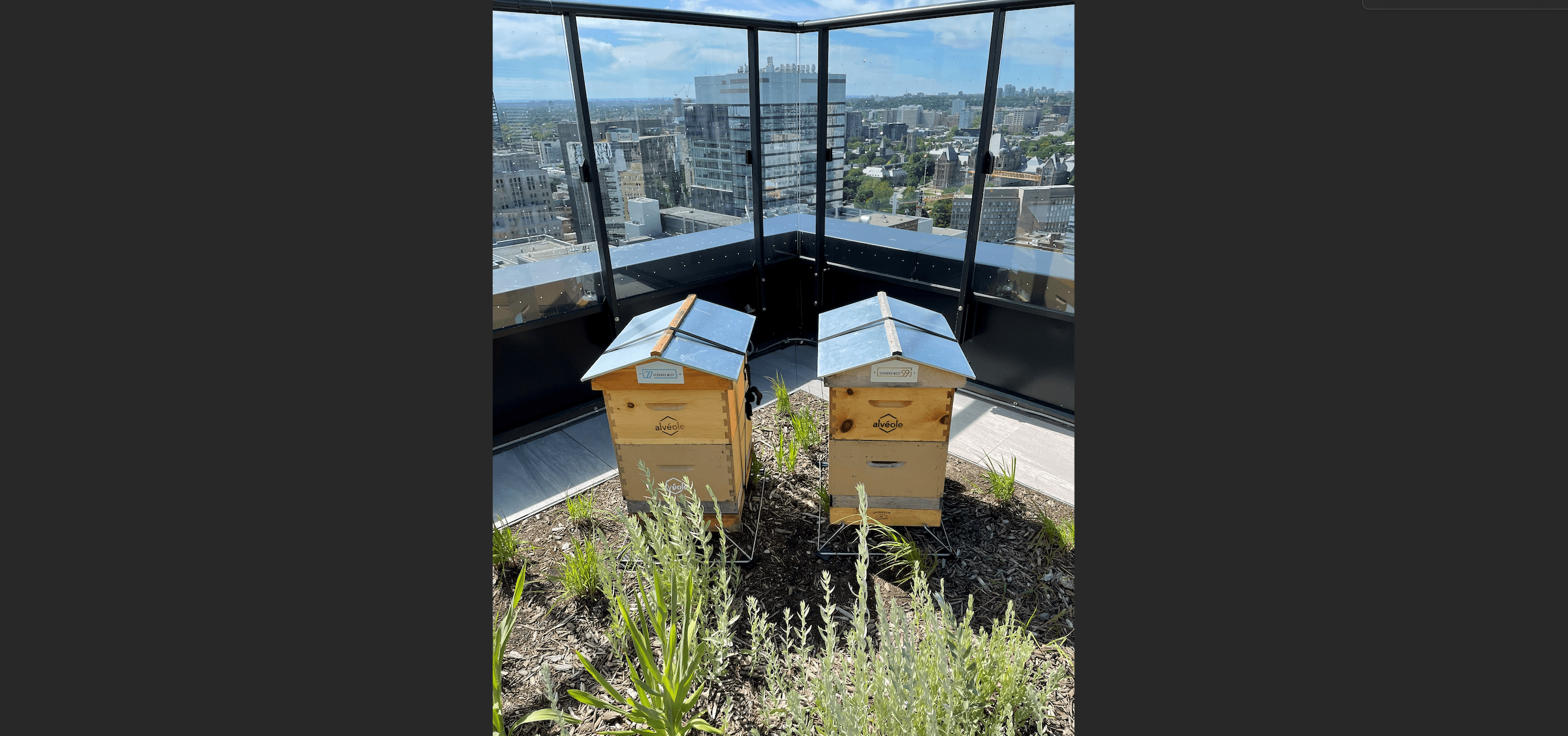 Beekeeping in Multi Rez Assets