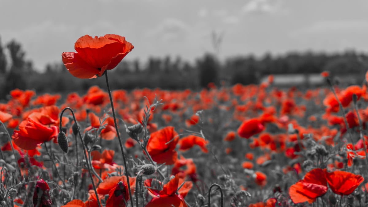 KingSett Capital commemorates Remembrance Day 2021